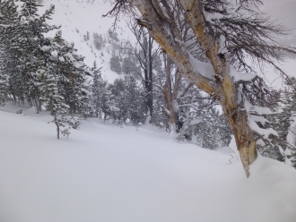 Avalanche debris in trees